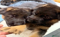 German Shepherd dogs for sale: TOP QUALITY SHOW LINES  - Image 18