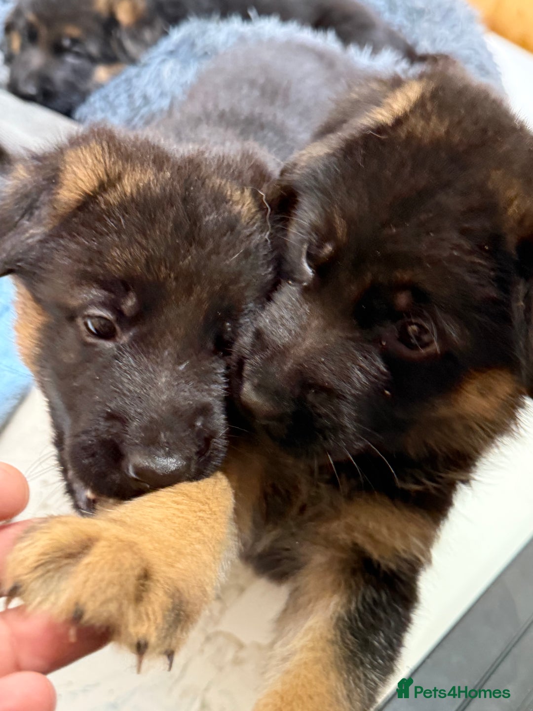 German Shepherd dogs for sale: TOP QUALITY SHOW LINES  - Image 18