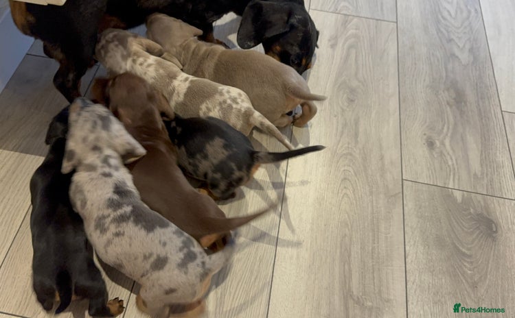 Miniature Dachshund dogs - Advert 16