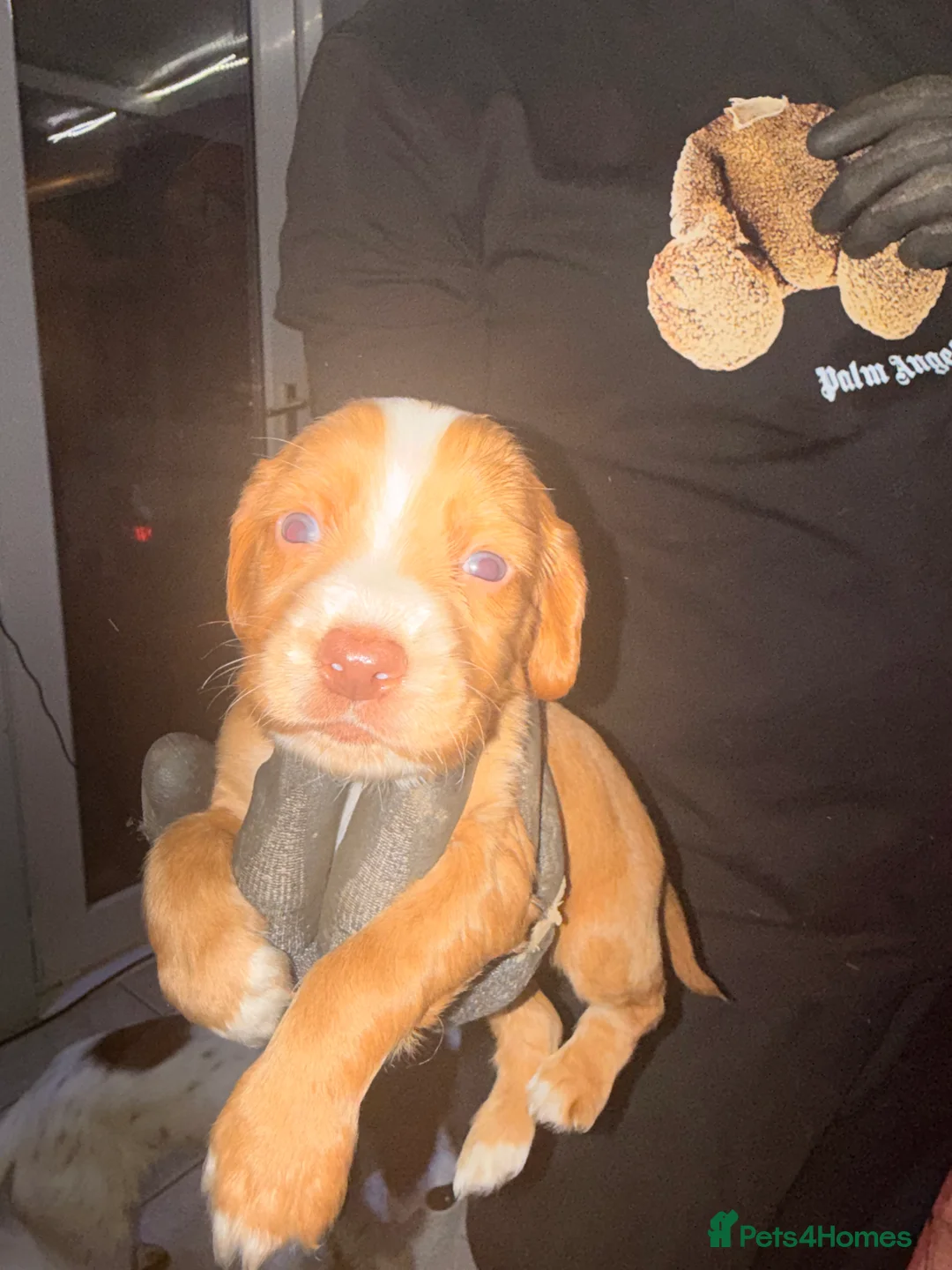 Sprocker dogs for sale: Sprocker Pups - Advert 23