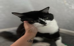 British Longhair cats for sale: British longhair - Image 1