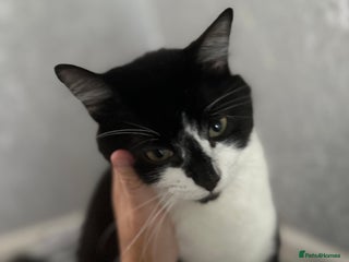 British Longhair cats - Advert 16