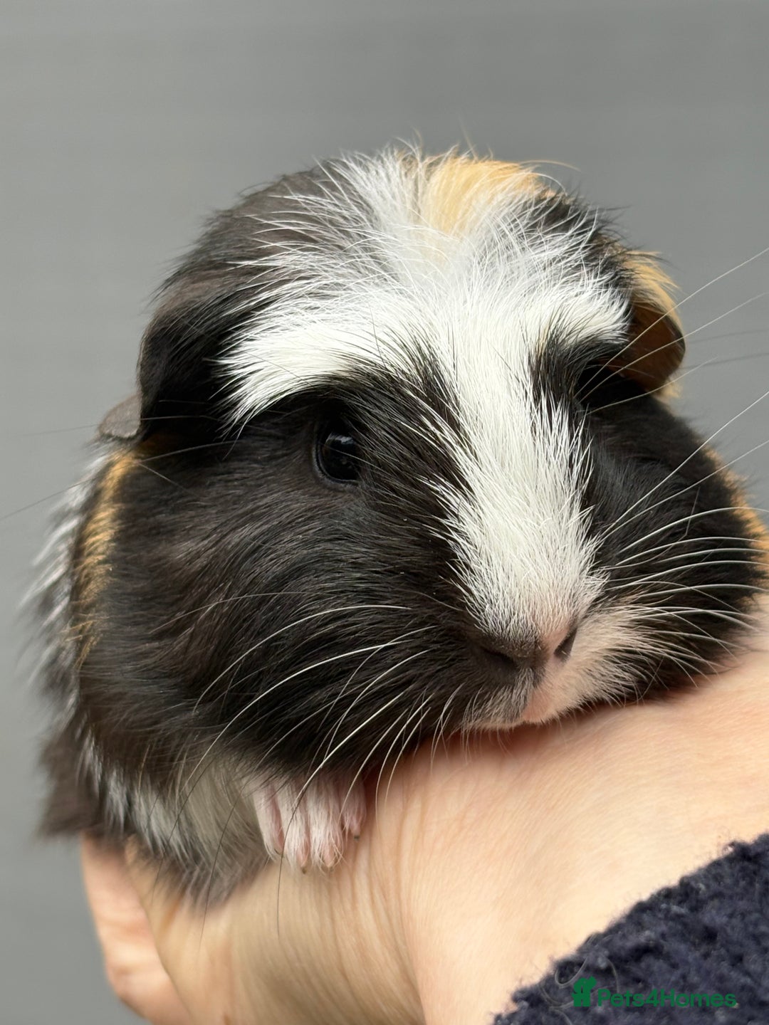 Guinea Pig rodents for sale: Lovely piggies, sheltie, Rex and Peruvian  - Image 9
