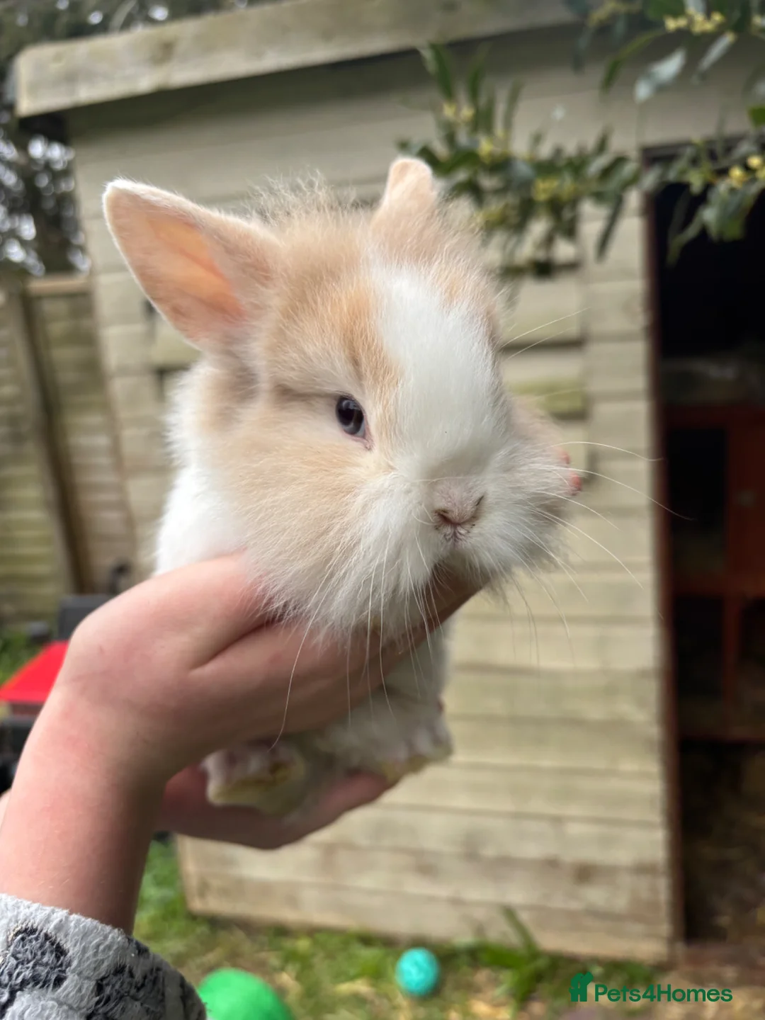 Lionhead rabbits for sale: Baby Lionhead rabbits in Poole - Advert 1