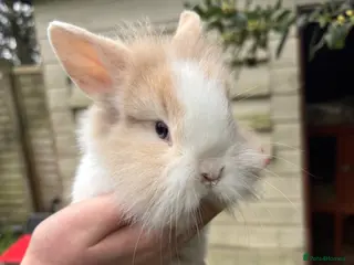 Lionhead rabbits Baby Lionhead rabbits - Advert 1