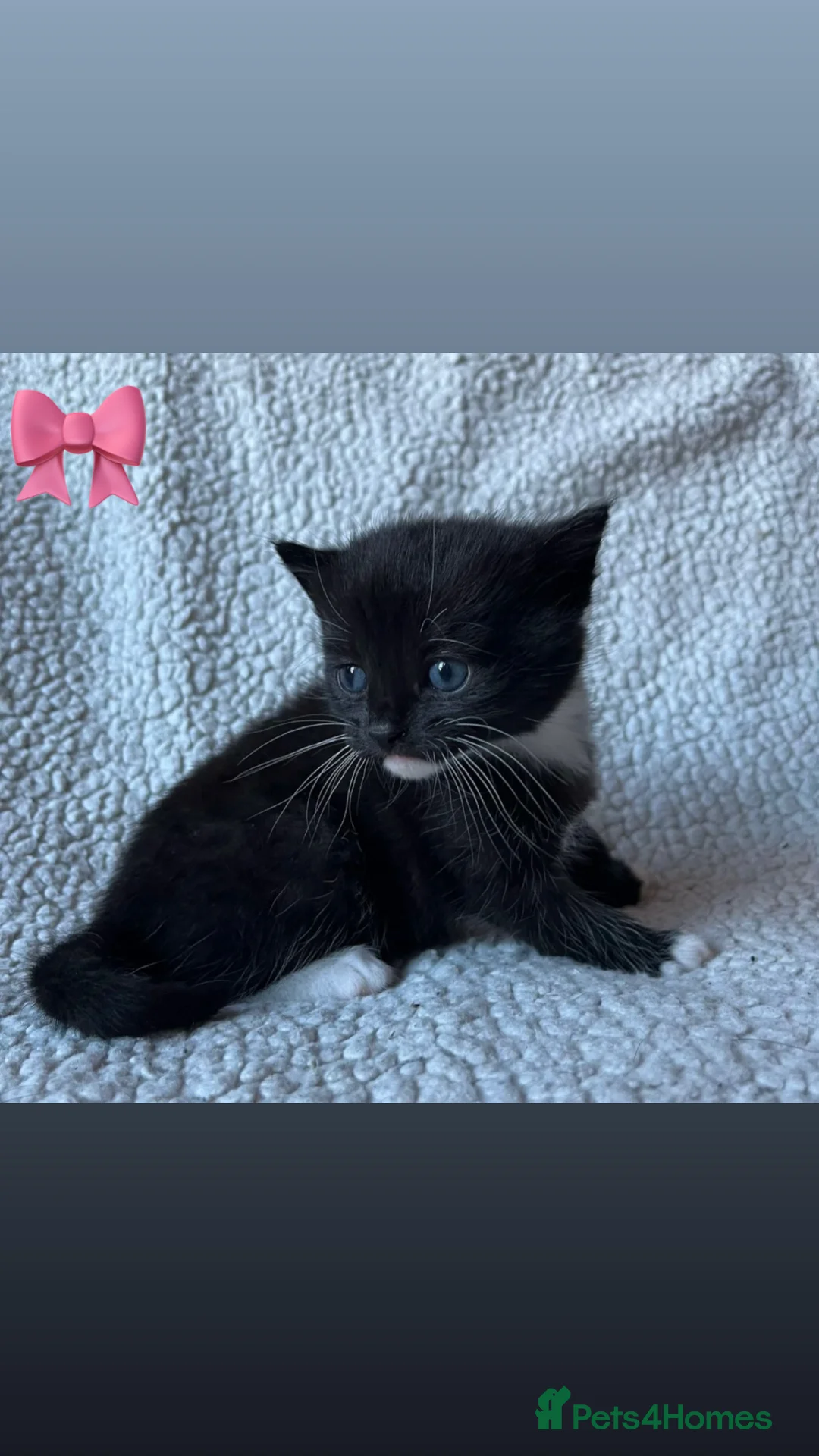 Mixed Breed cats for sale: Beautiful Kittens For Sale❤️ - Advert 2