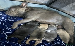 French Bulldog dogs for sale:  French bulldogs  - Image 1