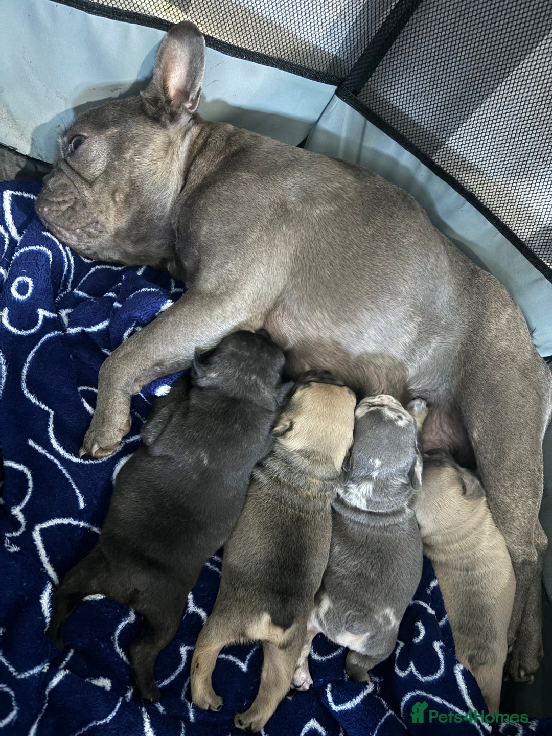 French Bulldog dogs for sale:  French bulldogs  - Image 1