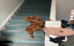 Cocker Spaniel dogs for sale: Melvin - Cocker Spaniel - 1 year old - Image 3