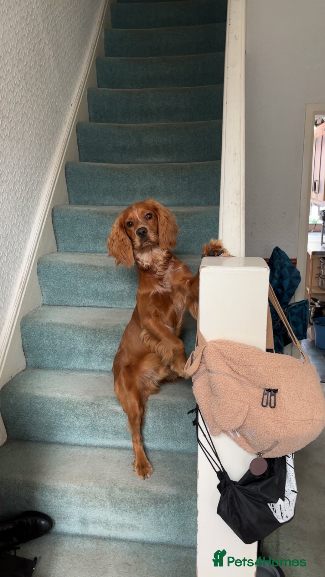 Cocker Spaniel dogs for sale: Melvin - Cocker Spaniel - 1 year old - Image 3