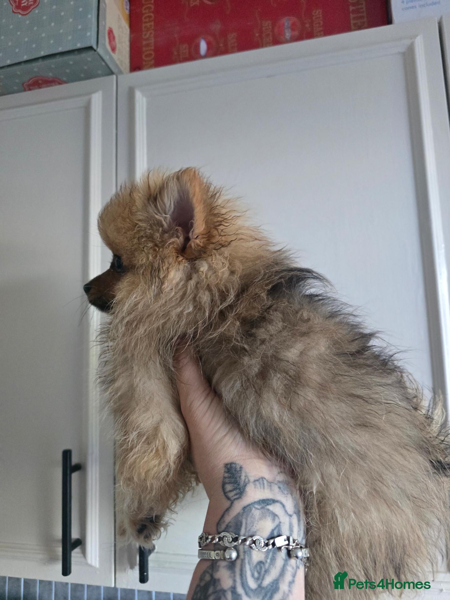 Pomeranian dogs Beautiful merle girl poms - Advert 1