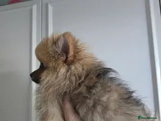 Pomeranian dogs Beautiful merle girl poms - Advert 1