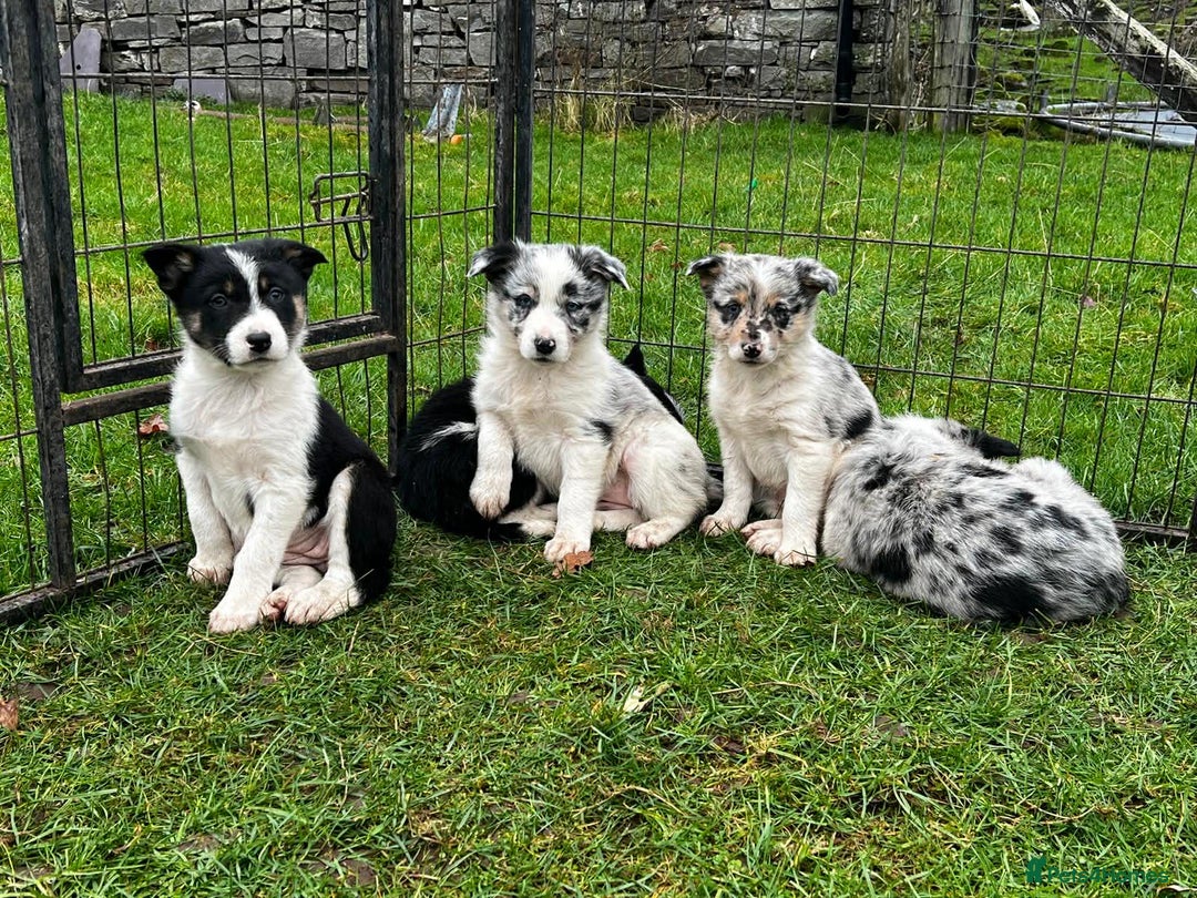 Border Collie dogs for sale: 5 Beautiful Blue Merle Border Collie Puppies - Advert 13
