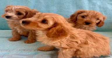 Cavapoo dogs - Advert 12