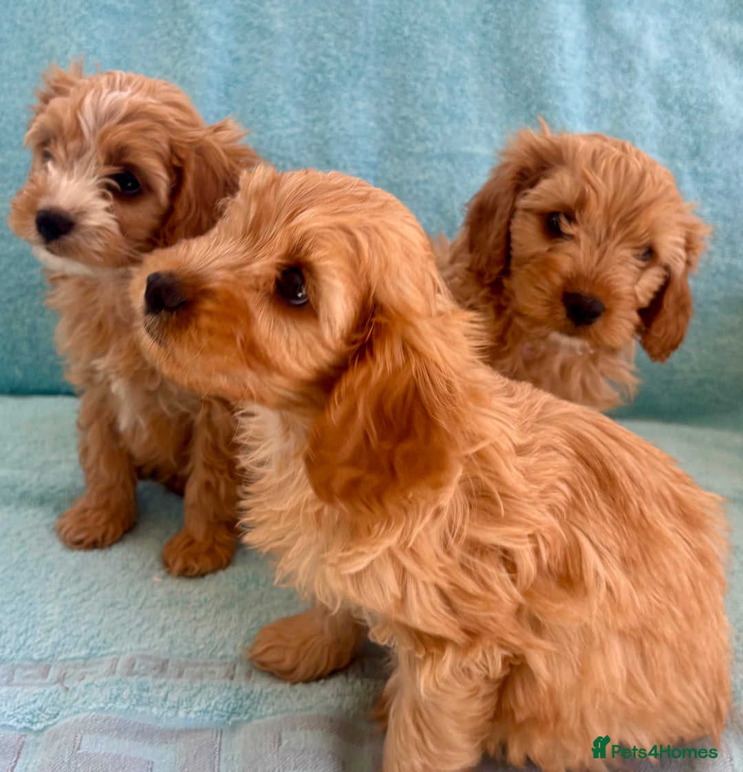Cavapoo dogs for sale: Beautiful cavapoo puppies  - Image 3