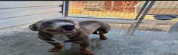 Mixed Breed dogs for adoption: THE PERFECT DOG DOES EXIST, HIS NAME IS TAKITO! 🥰 - Advert 2