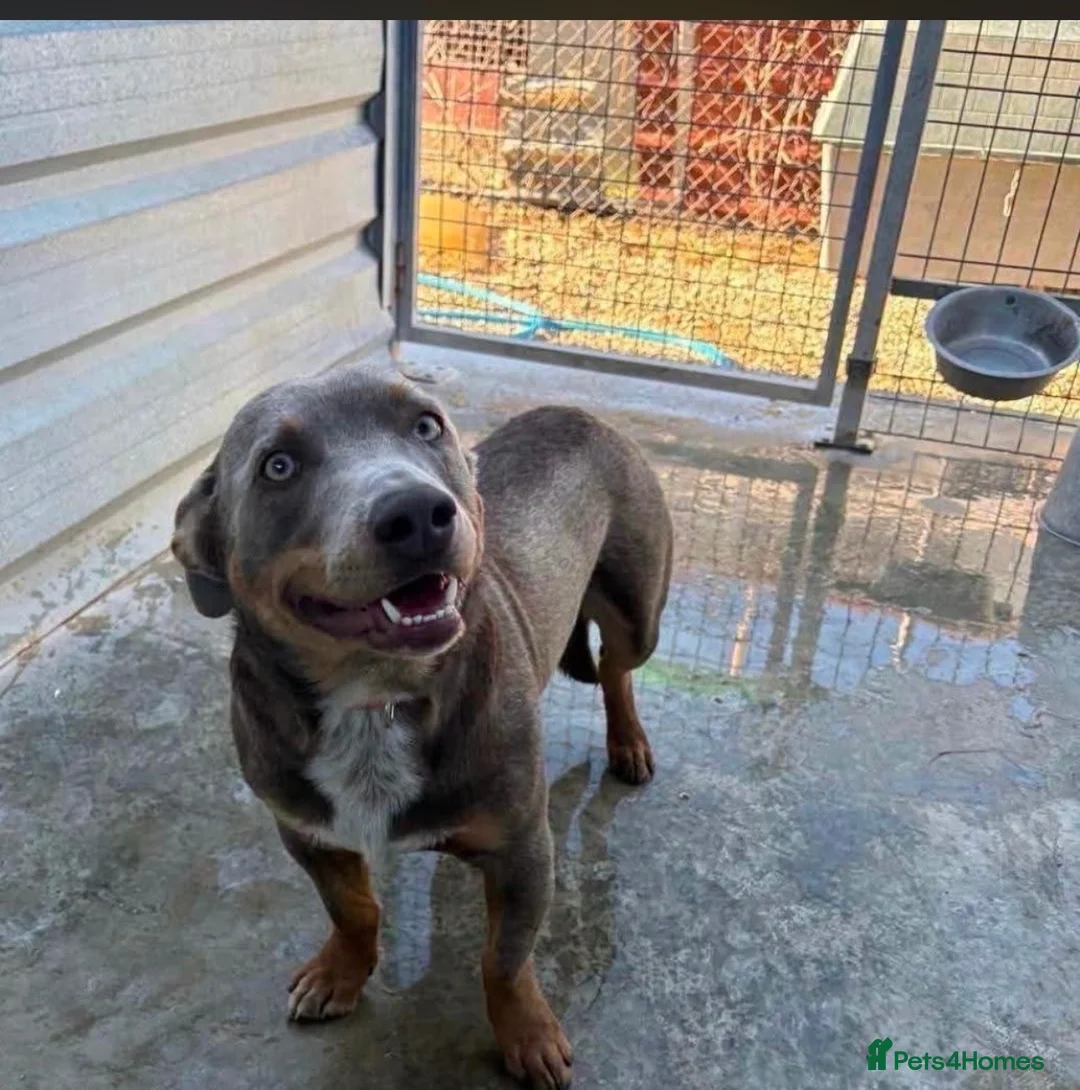 Mixed Breed dogs for adoption: THE PERFECT DOG DOES EXIST, HIS NAME IS TAKITO! 🥰 - Advert 2