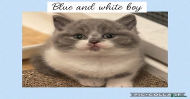 British Shorthair cats - Advert 13