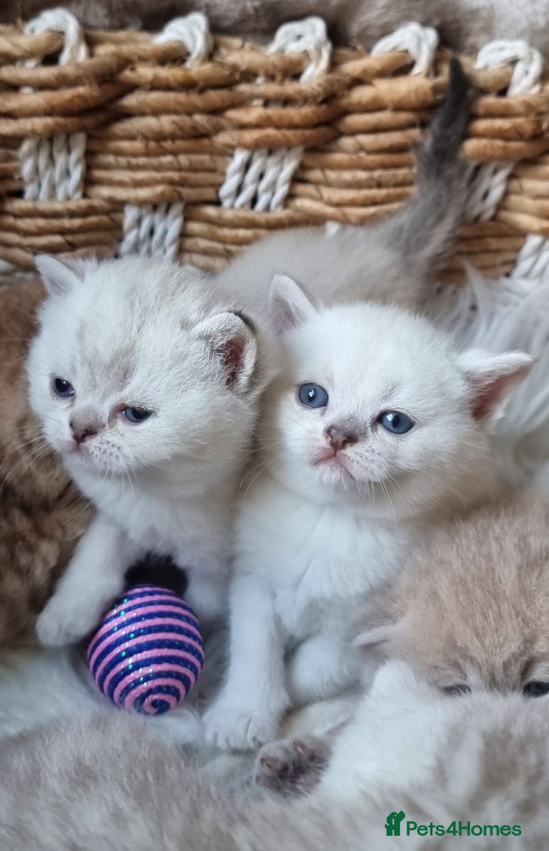 British Shorthair cats for sale: 💕LAST GIRL💕GOLDEN POINT BRITISH SHORTHAIR  - Advert 20