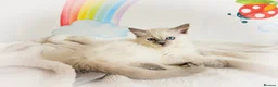 Ragdoll cats for sale: GCCF Registered Ragdoll Kittens - Advert 5
