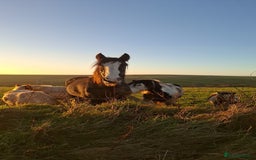 Shire horses for sale: Black shire mare - Advert 2