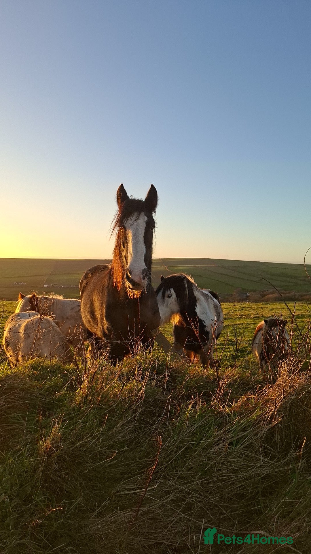 Shire horses for sale: Black shire mare - Advert 2