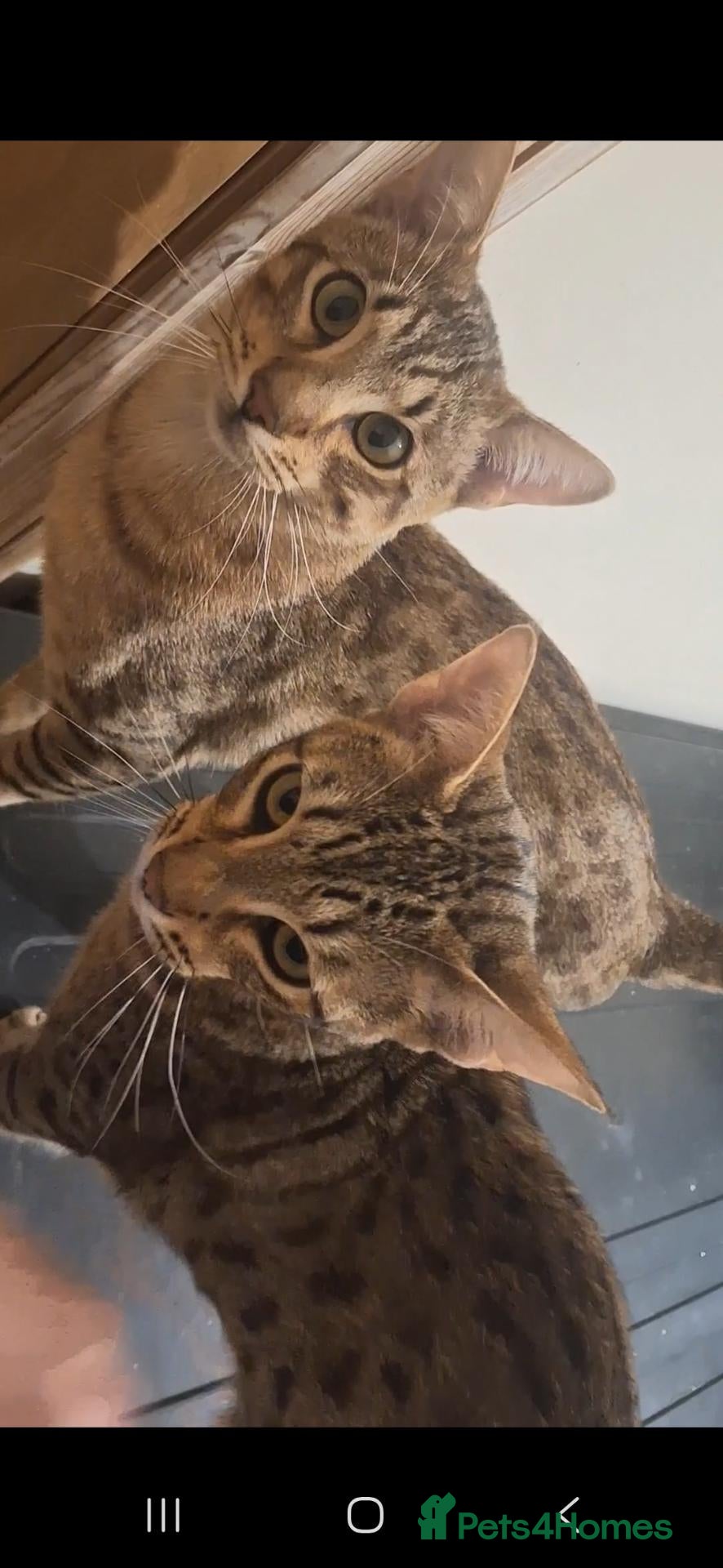 Savannah cats for sale: Toca Savannahs an F6 and F7 Bonded pair speyed - Advert 2
