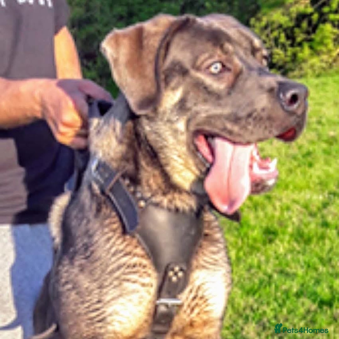 Mastiff dogs for sale: Serbian defense dogs  - Image 9