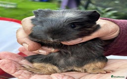 Guinea Pig rodents for sale: Beautiful multicoloured pups, ready 22nd October - Image 6