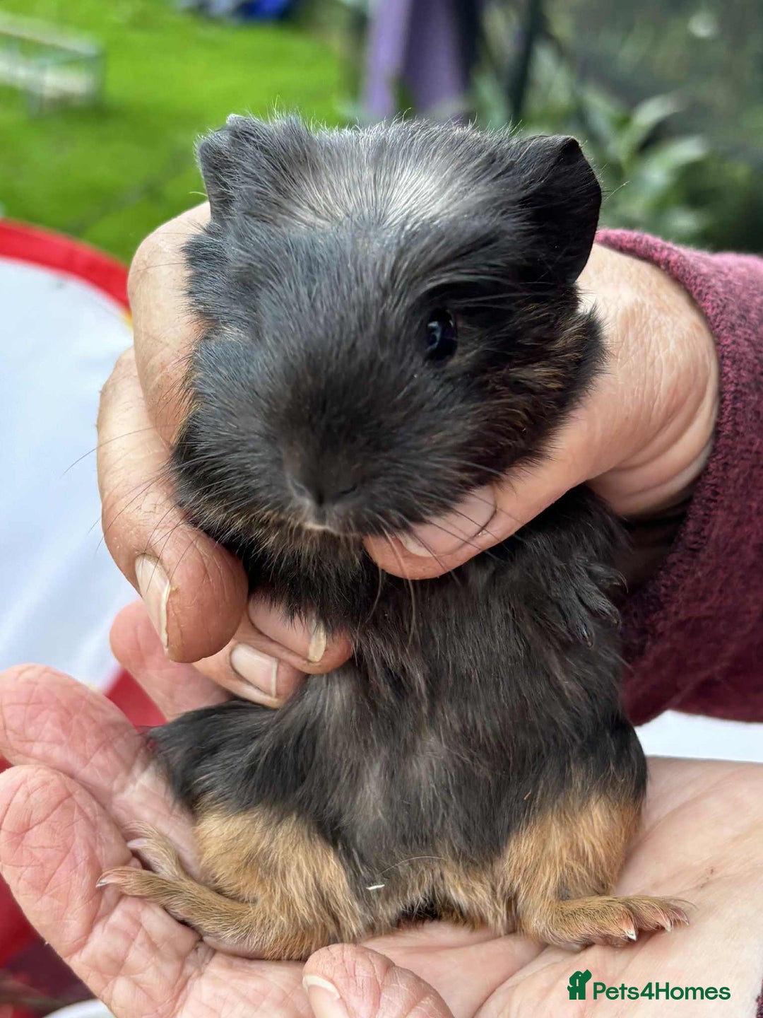 Guinea Pig rodents for sale: Beautiful multicoloured pups, ready 22nd October - Image 6