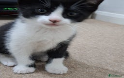British Shorthair cats for sale: Kitten for sale . - Image 2