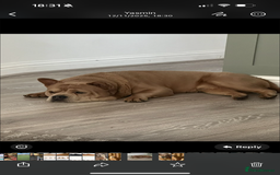 Mixed Breed dogs for stud: French chow for stud - Image 2