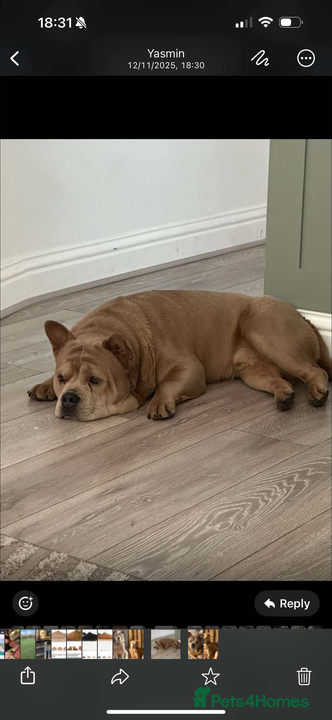 Mixed Breed dogs for stud: French chow for stud - Image 2