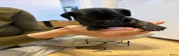 Mixed Breed dogs for sale: Jack Russell Cross Puppies  - Advert 17