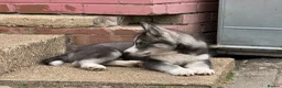 Siberian Husky dogs for sale: Puppy Siberian Husky  - Advert 10