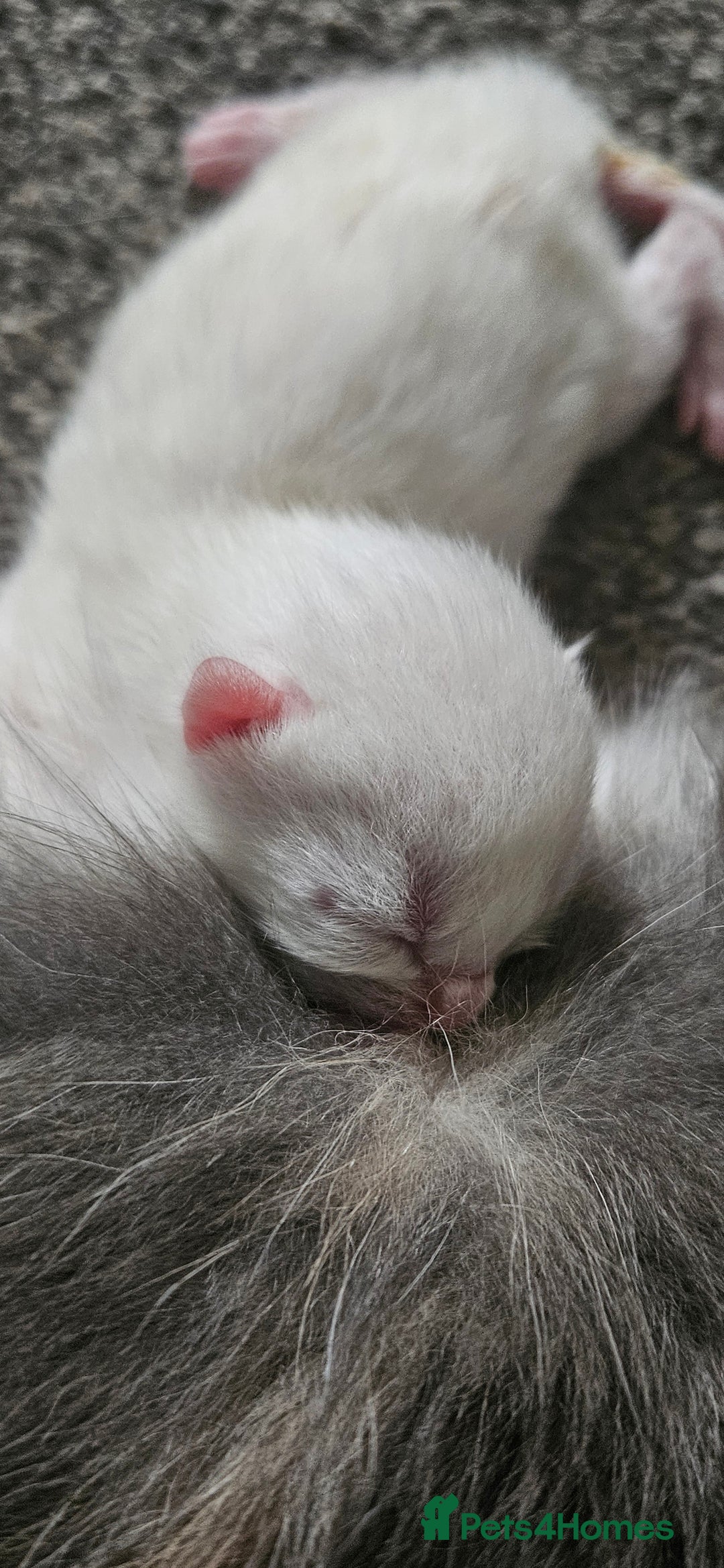 Mixed Breed cats for sale: £350.00 each Scottish straight cross kittens - Image 7