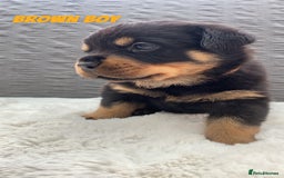 Rottweiler dogs for sale: Beautiful KC Rottweiler puppies - Image 26