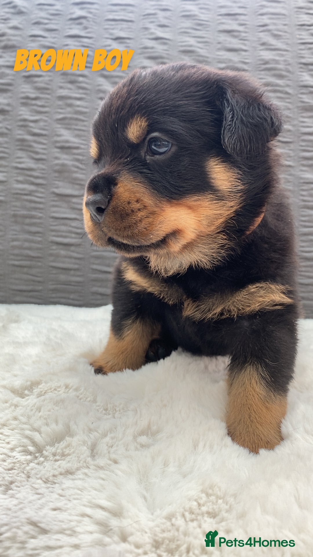 Rottweiler dogs for sale: Beautiful KC Rottweiler puppies - Image 26