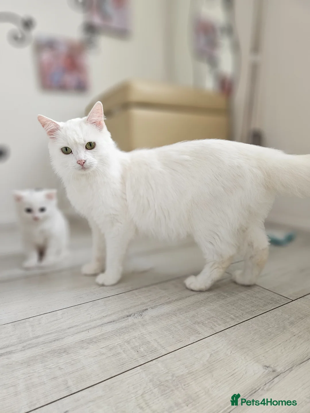 Turkish Angora cats for sale: Turkish Angora kitten  - Advert 1