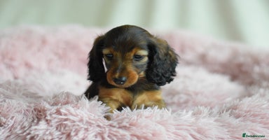 Miniature Dachshund dogs - Advert 9