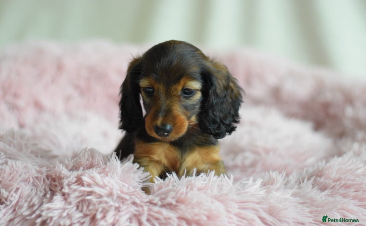 Miniature Dachshund dogs - Advert 2