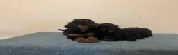 Cockapoo dogs for sale: Beautiful F1 cockapoos - Advert 5