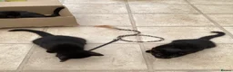 Mixed Breed cats for sale: Feral kittens  in Durham - Advert 16