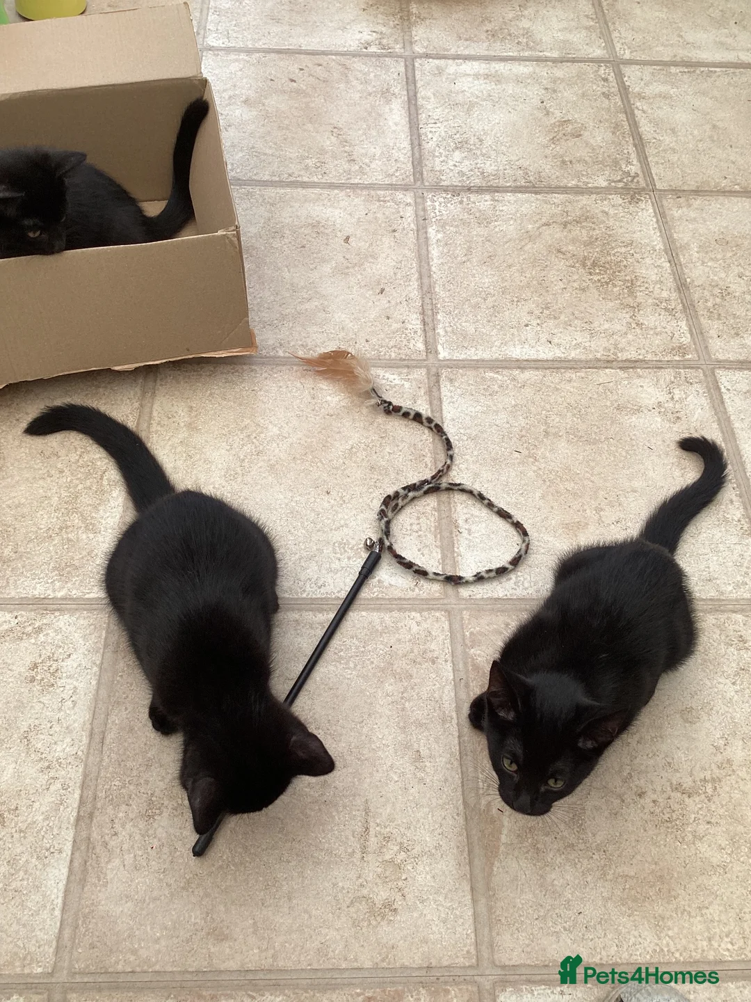 Mixed Breed cats for sale: Feral kittens  in Durham - Advert 16