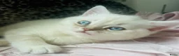 Scottish Fold cats for sale: Scottish fold and straight kittens - Advert 3