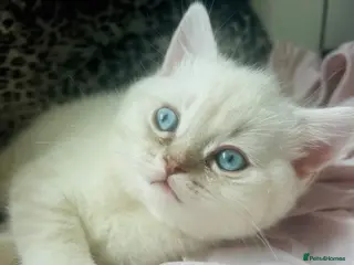 Scottish Fold cats Scottish fold and straight kittens - Advert 1