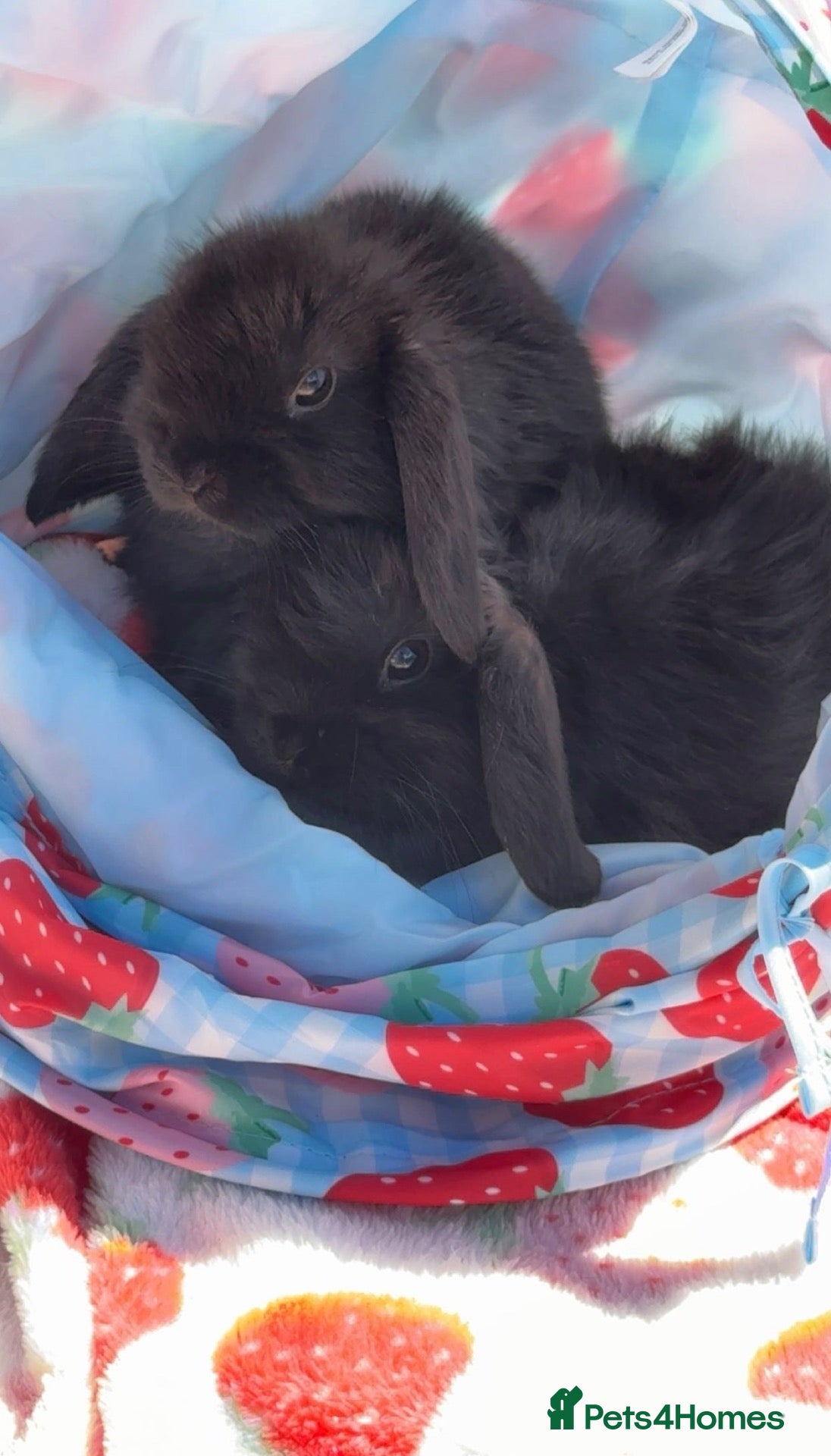 Mini Lop rabbits Two bonded male rabbits  - Advert 10