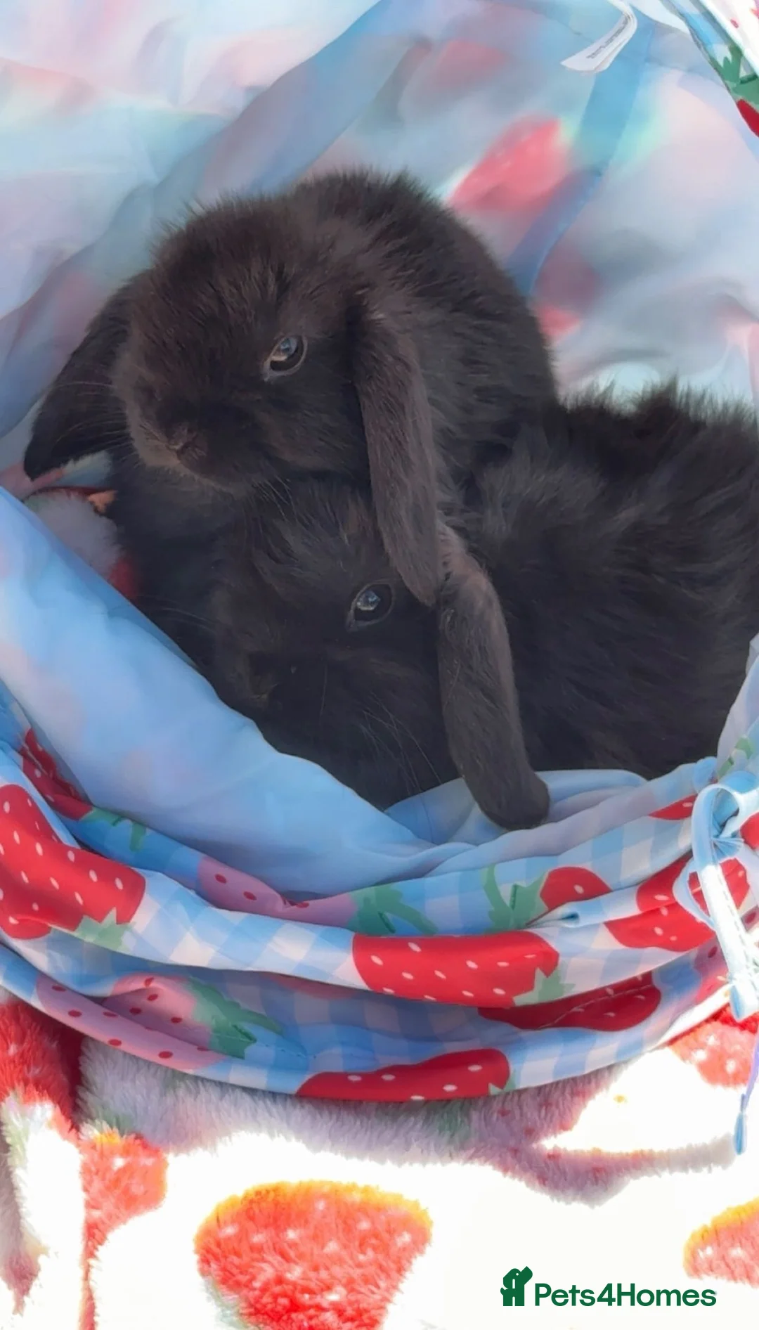 Mini Lop rabbits for sale: Two bonded male rabbits  in Belfast - Advert 1