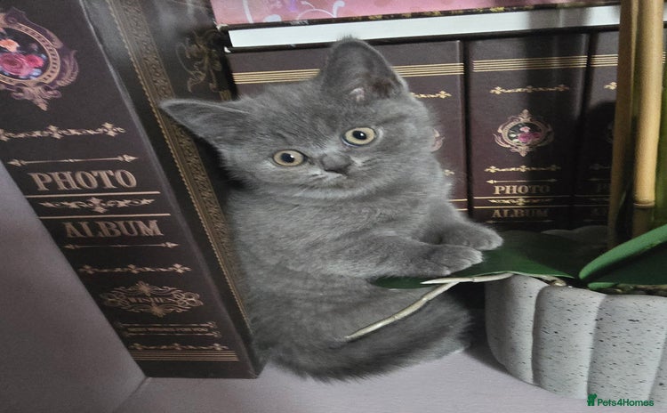 British Shorthair cats - Advert 4