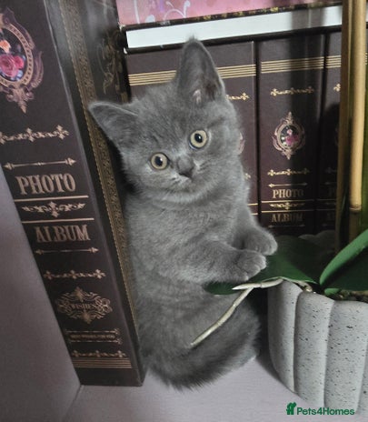British Shorthair cats - Advert 4